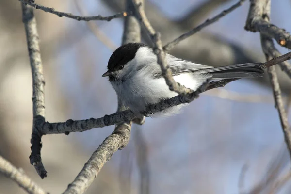 Willow Tit Who Sits Branch Winter Day — Stock Photo, Image