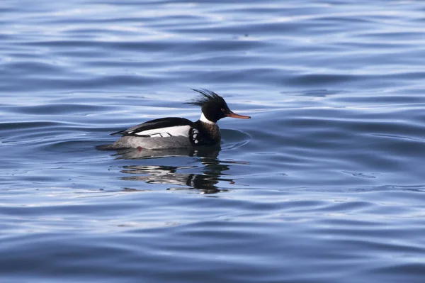 Male Red Breasted Merganser Floating Water Winter Day — Stock Photo, Image