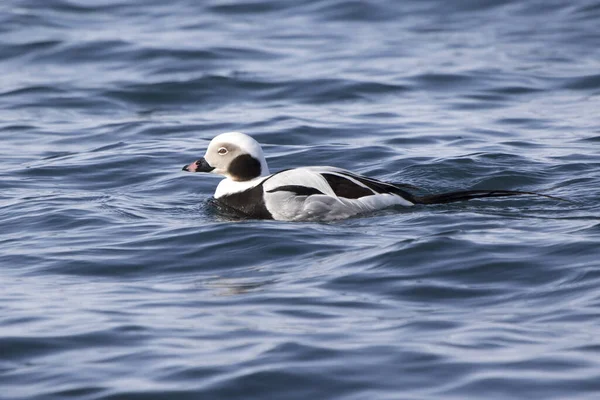 Långa Ankor Hankön Som Flyter Längs Stranden Vinterdag — Stockfoto