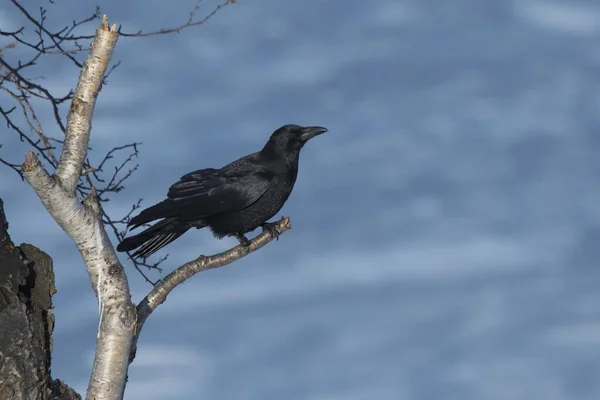 Aas Kraai Zittend Een Berken Tak Een Winterse Dag — Stockfoto