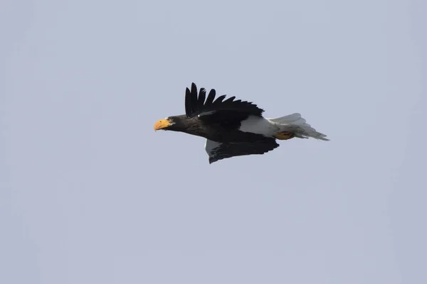 Adulto Stellers Mar Águila Volando Más Allá Día Invierno — Foto de Stock