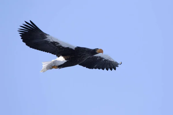 Flying Stellers Sea Eagle Winter Morning — 스톡 사진