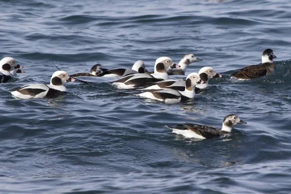 Bir Kış Günü Kıyılarda Yüzen Küçük Bir Ördek Sürüsü — Stok fotoğraf
