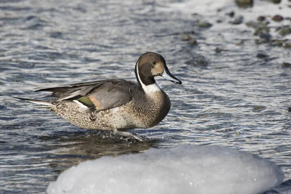 Noordelijke Pintaill Mannetje Wandelen Ondiep Water Een Winterdag — Stockfoto