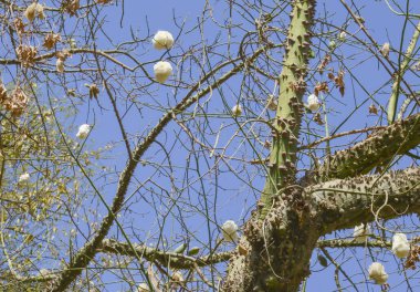 Açık meyve kabukları ipek ipi ağaç üzerinde