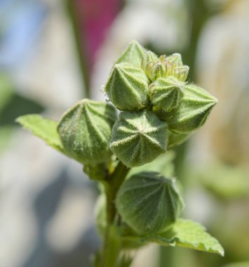 Bahçede çiçek tomurcukları closeup