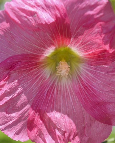 Primo piano di un fiore di geranio viola nel giardino ornamentale — Foto Stock