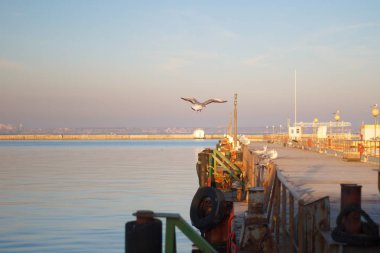 İskelede oturup martıları. Kış plaj. Kış sahne. Gün batımı. Seçici odak