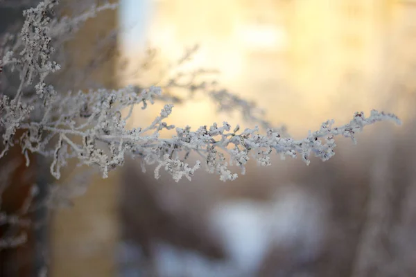 A detailed image of a frozen plant — Stock Photo, Image
