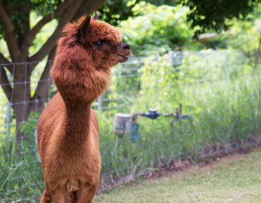 kahverengi Llamas veya alpaka (Vicugna Paços). hayvan kavramı.
