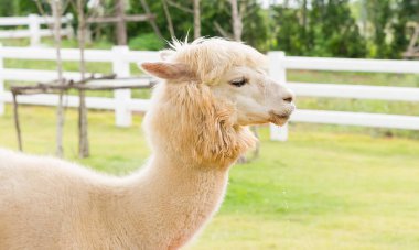 kahverengi Llamas veya alpaka (Vicugna Paços). hayvan kavramı.