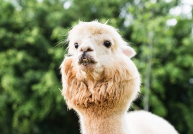 kahverengi Llamas veya alpaka (Vicugna Paços). hayvan kavramı.