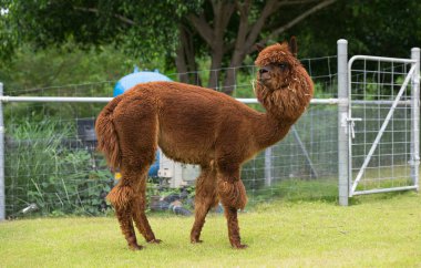 kahverengi Llamas veya alpaka (Vicugna Paços). hayvan kavramı.