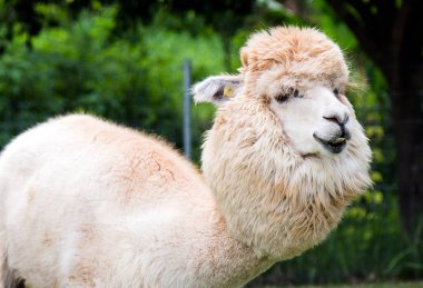 kahverengi Llamas veya alpaka (Vicugna Paços). hayvan kavramı.