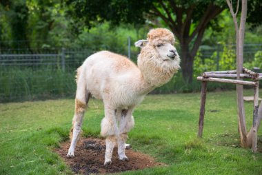kahverengi Llamas veya alpaka (Vicugna Paços). hayvan kavramı.