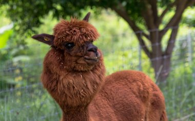 kahverengi Llamas veya alpaka (Vicugna Paços). hayvan kavramı.
