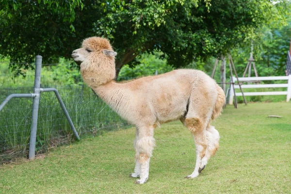 Brown Llamas Alpaca Vicugna Pacos Animal Concept — Stock Photo, Image