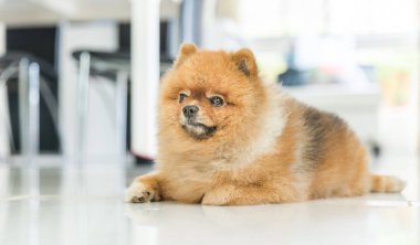 kahverengi pomeranian köpek sahibini hayvan duygu kavramı için bekliyordu.