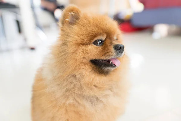 Коричневий португальський собака чекав свого власника, концепція відчуття тварин . — стокове фото