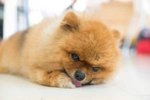 O cão pomeranian marrom estava esperando por seu proprietário, conceito do sentimento animal . — Fotografia de Stock