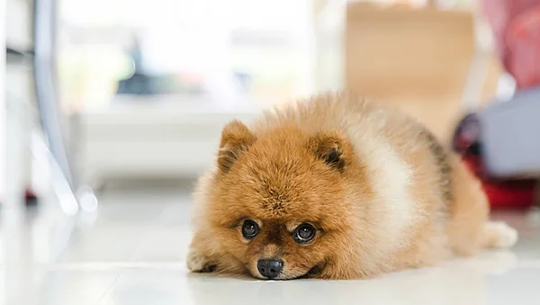 Коричневий португальський собака чекав свого власника, концепція відчуття тварин . — стокове фото