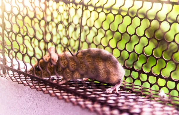 Rat in een kooi val adres-verlaten vrijheid met zonlicht. — Stockfoto