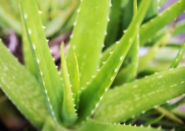 Tıbbi aloe vera bitki yaprakları, tropikal yeşil bitkiler sıcak hava tahammül..