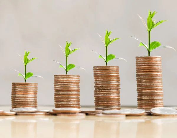 Adım para yığınları ağaç üzerinde top, loft tarzı arkaplan, para, gelişen, tasarruf ve yatırım kavramı.