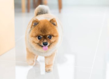 Eski pomeranian köpek sahibini hayvan duygu kavramı için bekliyordu.