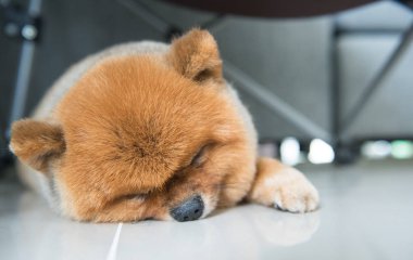 Eski pomeranian köpek sahibini hayvan duygu kavramı bekliyor uyku.