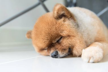 Eski pomeranian köpek sahibini hayvan duygu kavramı bekliyor uyku.