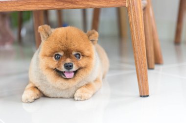 Eski pomeranian köpek sahibini hayvan duygu kavramı için bekliyordu.