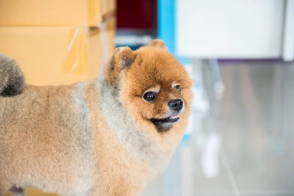 Gamla pomeranian hund väntar på sin ägare, djur känsla koncept. — Stockfoto