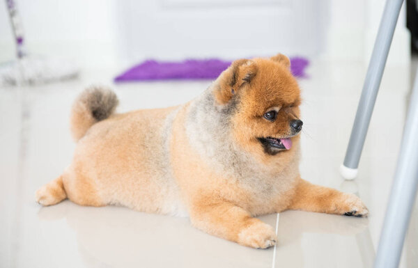 Old pomeranian dog was waiting for his owner, animal feeling concept.