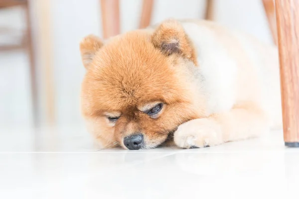 Oude Pommeren hond stond te wachten voor zijn eigenaar, dierlijke gevoel concept. — Stockfoto