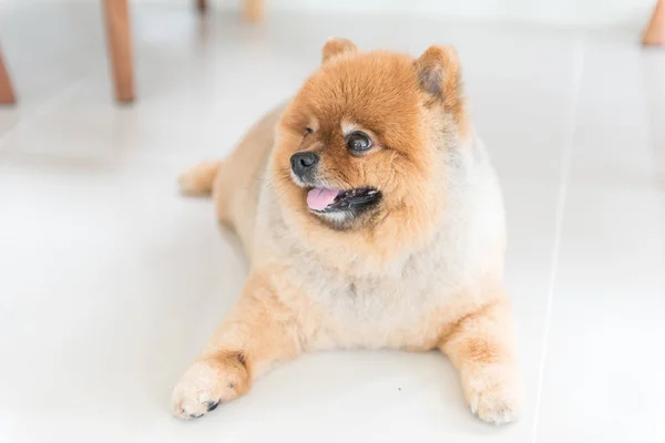 Eski pomeranian köpek sahibini hayvan duygu kavramı için bekliyordu. — Stok fotoğraf