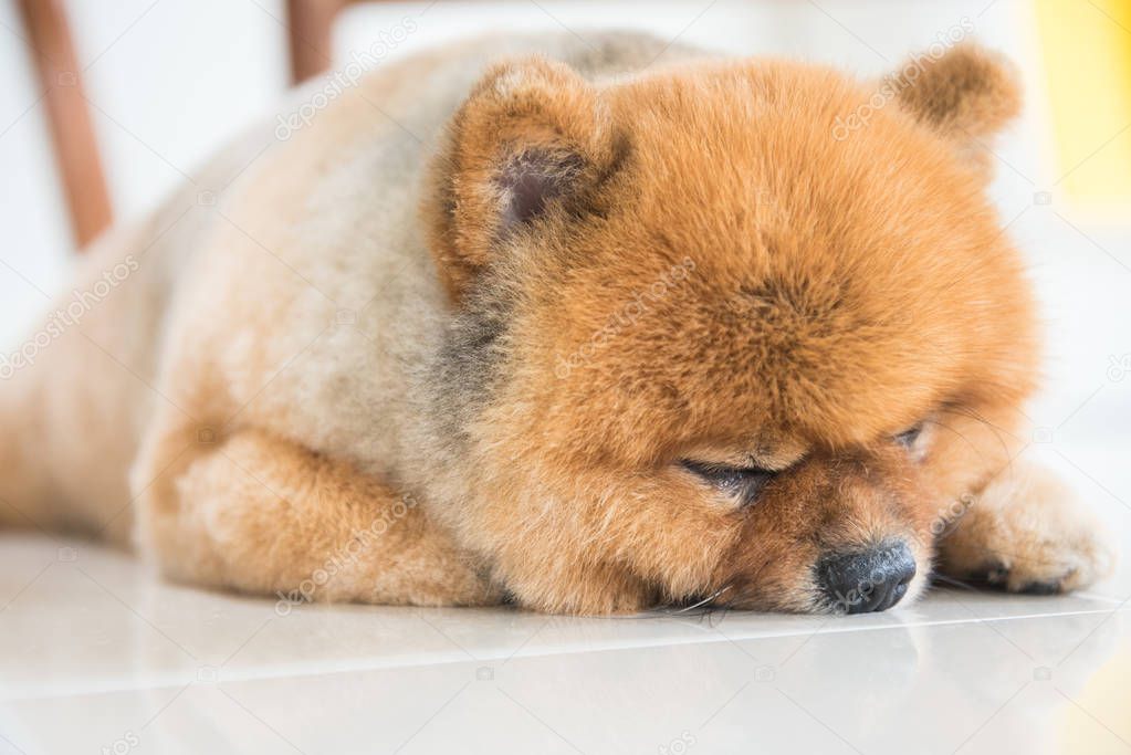 Old pomeranian dog sleeping waiting for his owner, animal feeling concept.