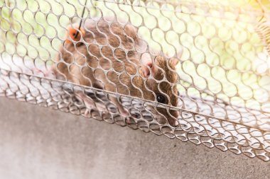 Güneş ışığı ile bir kafes tuzak özgürlük adresi terkedilmiş köstebeğiyle.