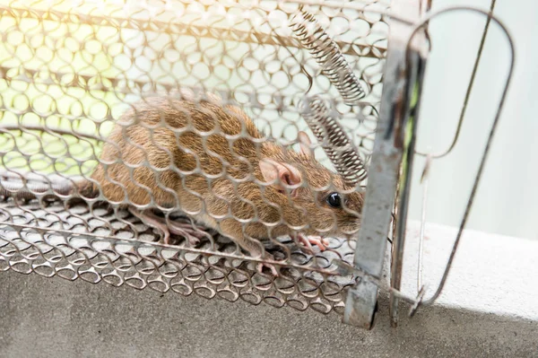 Rat in een kooi val adres-verlaten vrijheid met zonlicht. — Stockfoto