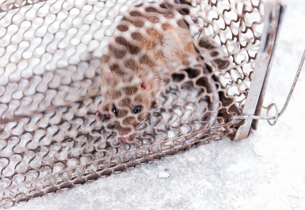 Rat in een kooi val adres-verlaten vrijheid. — Stockfoto