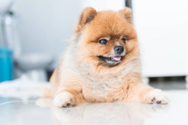 pomeranian köpek sahibini hayvan duygu kavramı için bekliyordum.