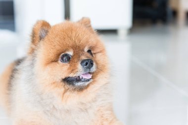 pomeranian köpek sahibini hayvan duygu kavramı için bekliyordum.