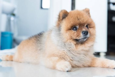 pomeranian köpek sahibini hayvan duygu kavramı için bekliyordum.