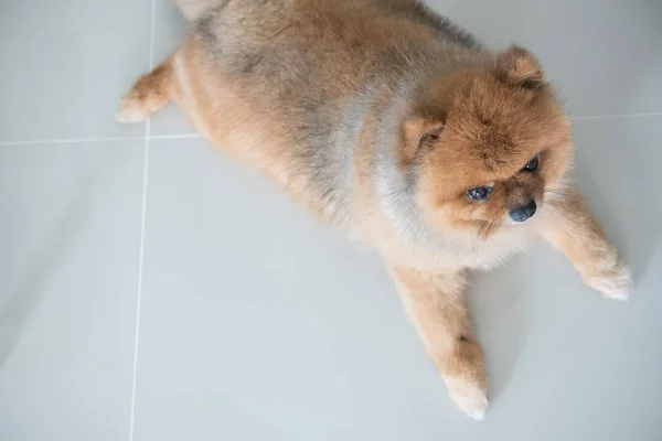 Perro pomeranian estaba esperando a su dueño, animal sensación concepto . — Foto de Stock