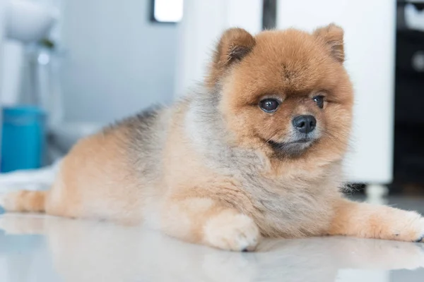 Hond Pommeren stond te wachten voor zijn eigenaar, dierlijke gevoel concept. — Stockfoto