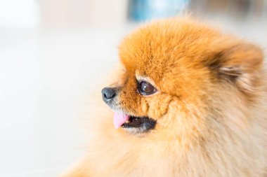 pomeranian köpek sahibini hayvan duygu kavramı için bekliyordum.