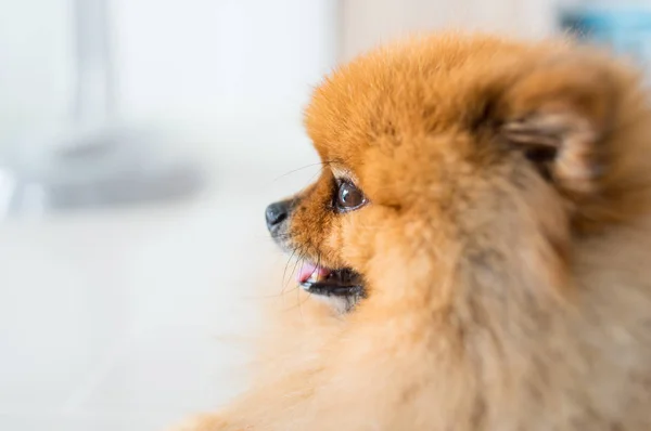 Собака португальця чекав на свого власника, концепція відчуття тварин . — стокове фото