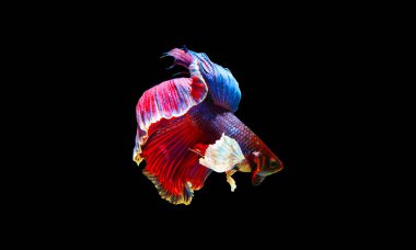 Siyam mücadele balık, daha iyi balık veya betta splendens kırmızı ve mavi renk siyah arka plan üzerine izole.