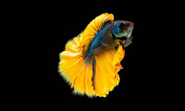 Siyam mücadele balık, daha iyi balık veya siyah arka plan üzerine izole betta splendens sarı ve mavi renk.