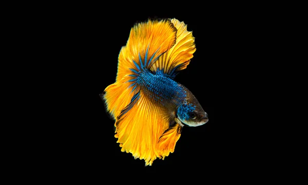 Peixe de combate siamês, Betta peixe ou betta splendens cor amarela e azul isolado no fundo preto . — Fotografia de Stock